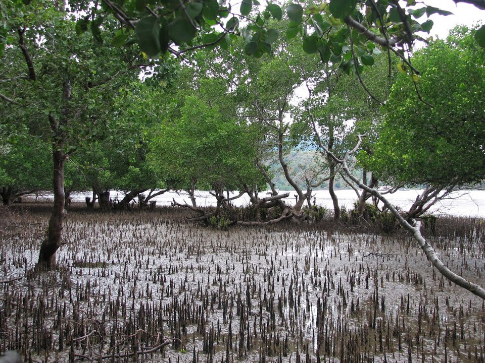 Mangrove (Ökosystem)