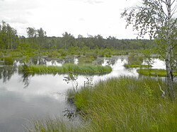 Quellgebiet der Böhme im Pietzmoor