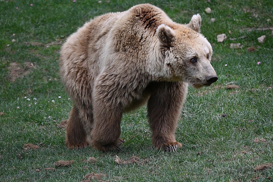 Marsischer Braunbär
