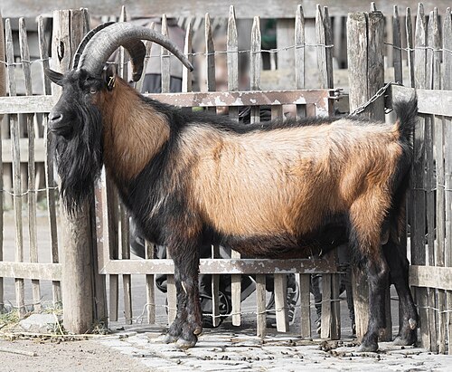 Geißbock Hennes