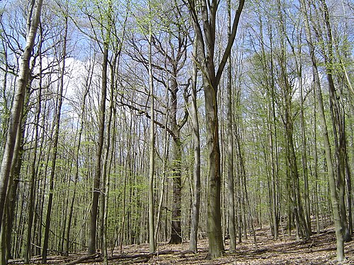 Sommergrüner Laubwald