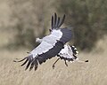 Landender Vogel mit aufgespreizten Steuerfedern