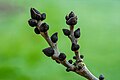 Knospen einer Gemeinen Esche (Fraxinus excelsior).