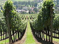 Weinberg-Hanglage bei Pleisweiler