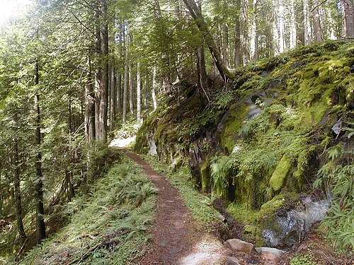 Gemäßigter Regenwald