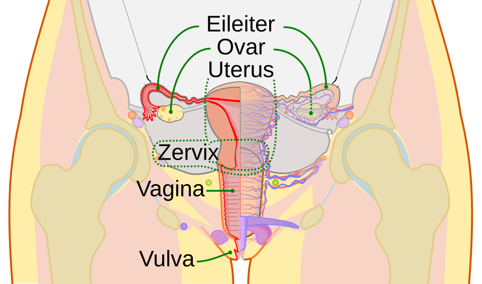 Vagina des Menschen