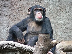 Schimpanse im Zoo Leipzig