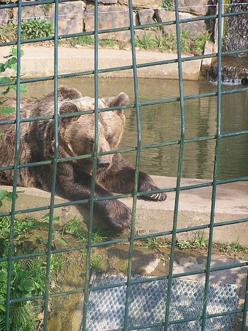 Kantabrischer Braunbär
