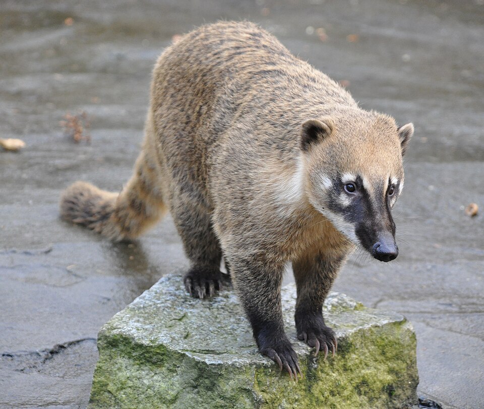 Südamerikanischer Nasenbär