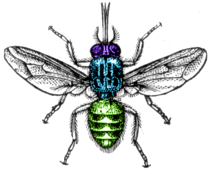 Abdomen (Gliederfüßer)