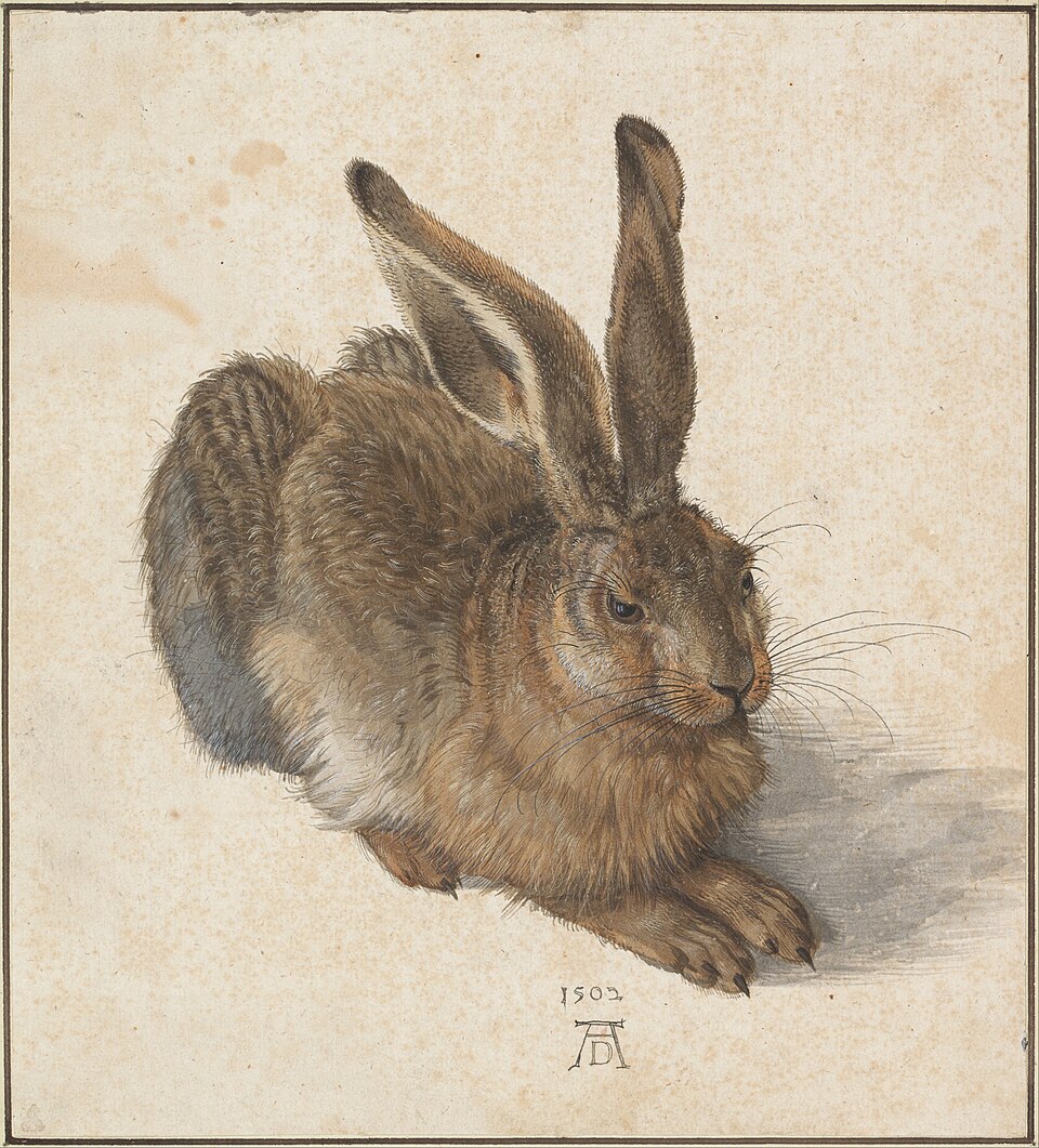 Feldhase (Dürer)