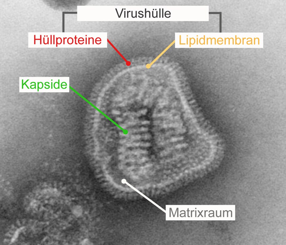 Behülltes Virus