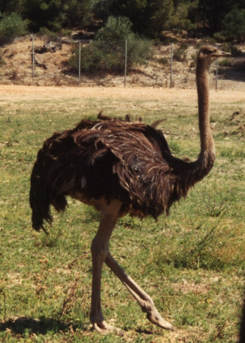 Flugunfähiger Vogel