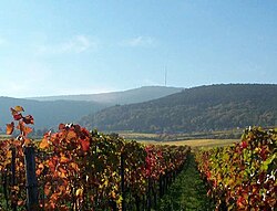 Weinberge vor der Kulisse des Weinbiets