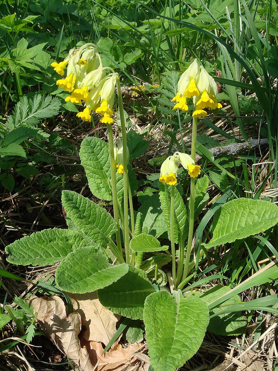 Echte Schlüsselblume