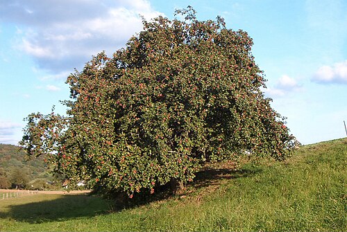 Zuchtform (Obstgehölze)