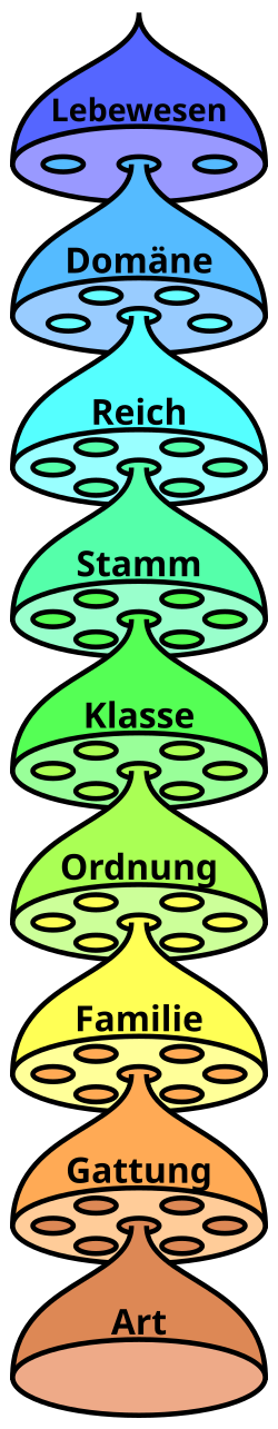 Domäne (Biologie)