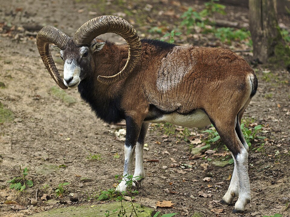 Europäischer Mufflon