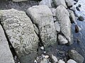 Hungersteine in Laubegast