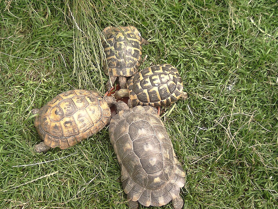 Paläarktische Landschildkröten