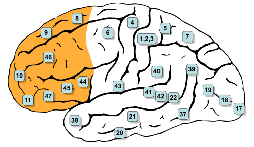 Präfrontaler Cortex