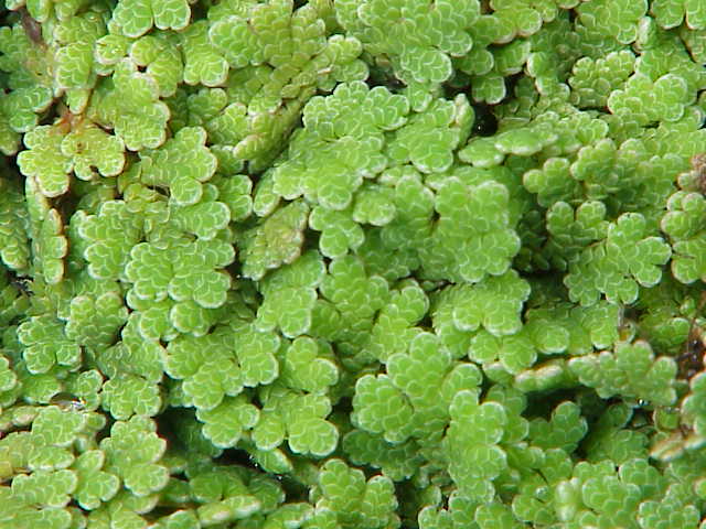 Großer Algenfarn