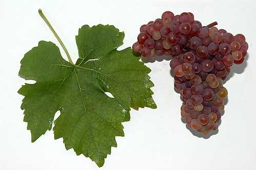 Frühroter Veltliner
