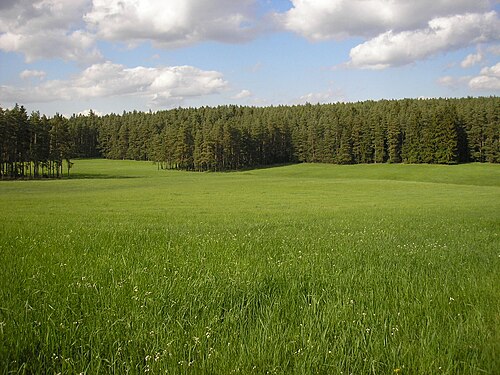 Wiese (Grünland)