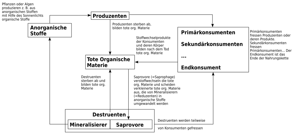 Konsument (Ökologie)