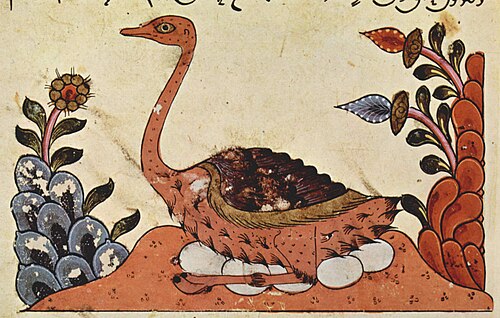Arabischer Strauß