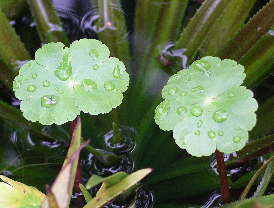 Großer Wassernabel
