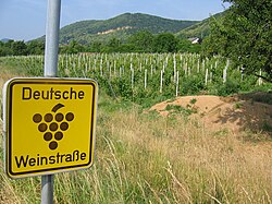 Blick über die Weinberge zur Haardt