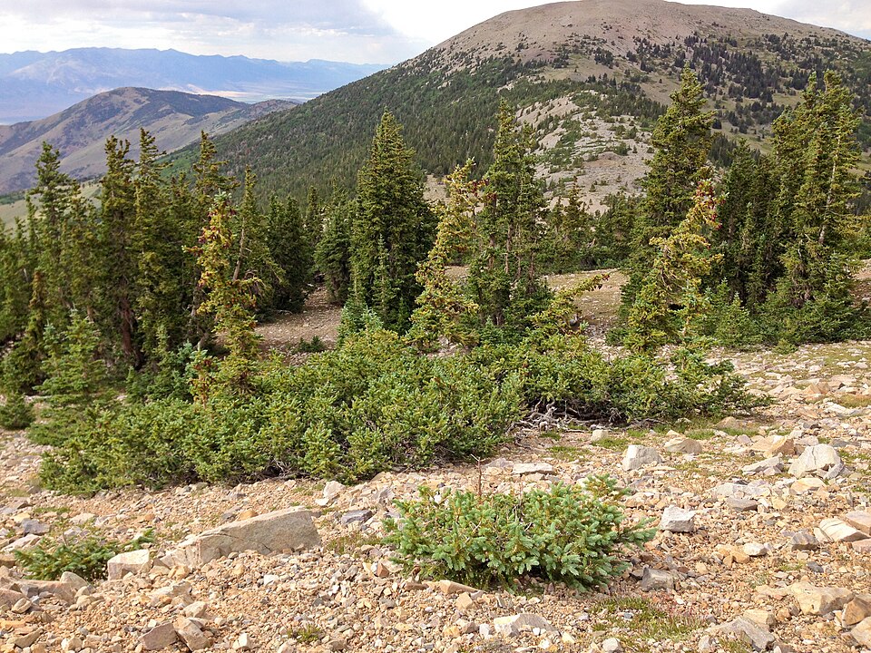 Subalpine Höhenstufe