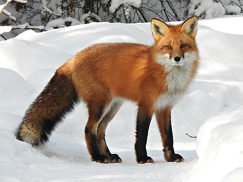 Fuchs (Säugetier)