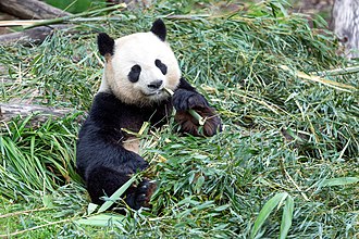 Großer Panda