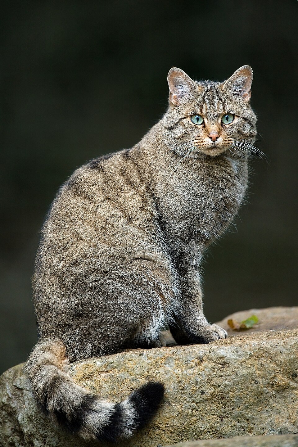 Europäische Wildkatze