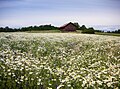 Die Kulturlandschaft auf Björkö