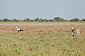 Der Sekretär bevorzugt übersichtliche Savannenlandschaften mit eher niedrigem bis mittelhohem Bewuchs.