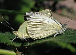 Paarung