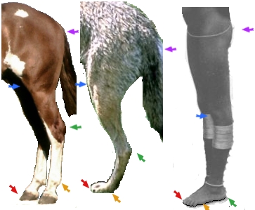 Untere Extremität