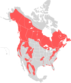 American black bear range
