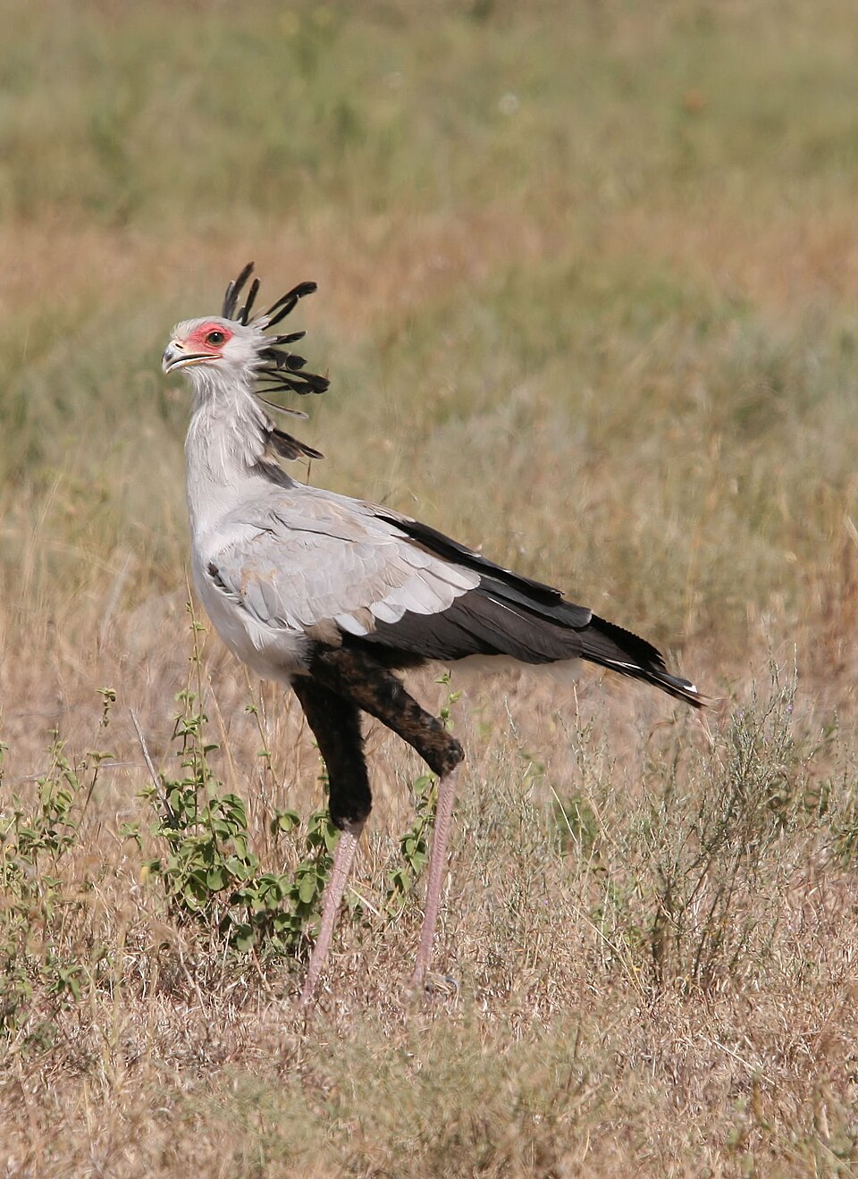 Sekretär (Vogel)