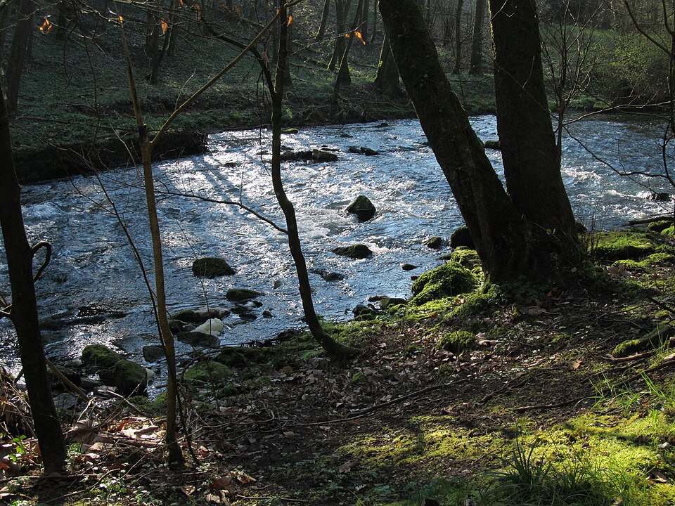 Würm (Nagold)
