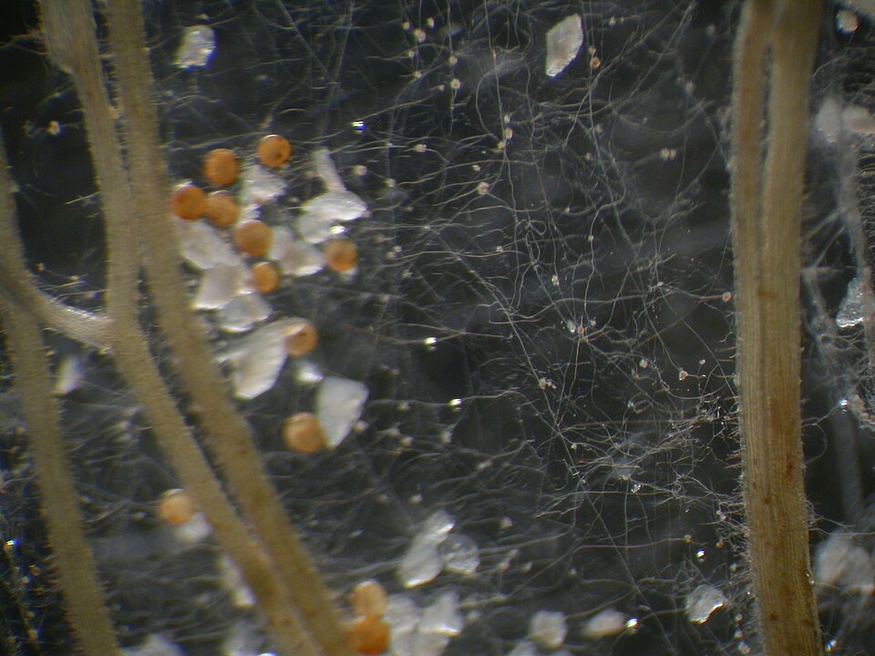 Arbuskuläre Mykorrhiza