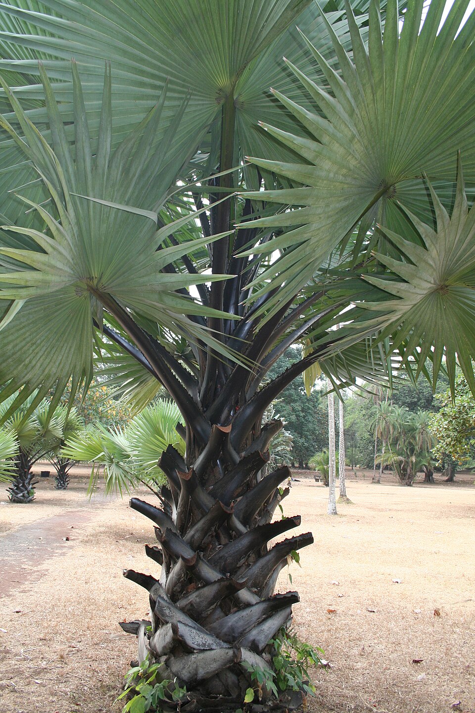 Äthiopische Palmyrapalme