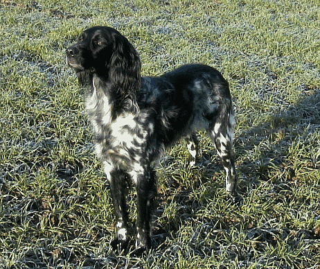 Großer Münsterländer