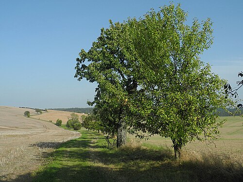 Frankenstraße (Sachsen)
