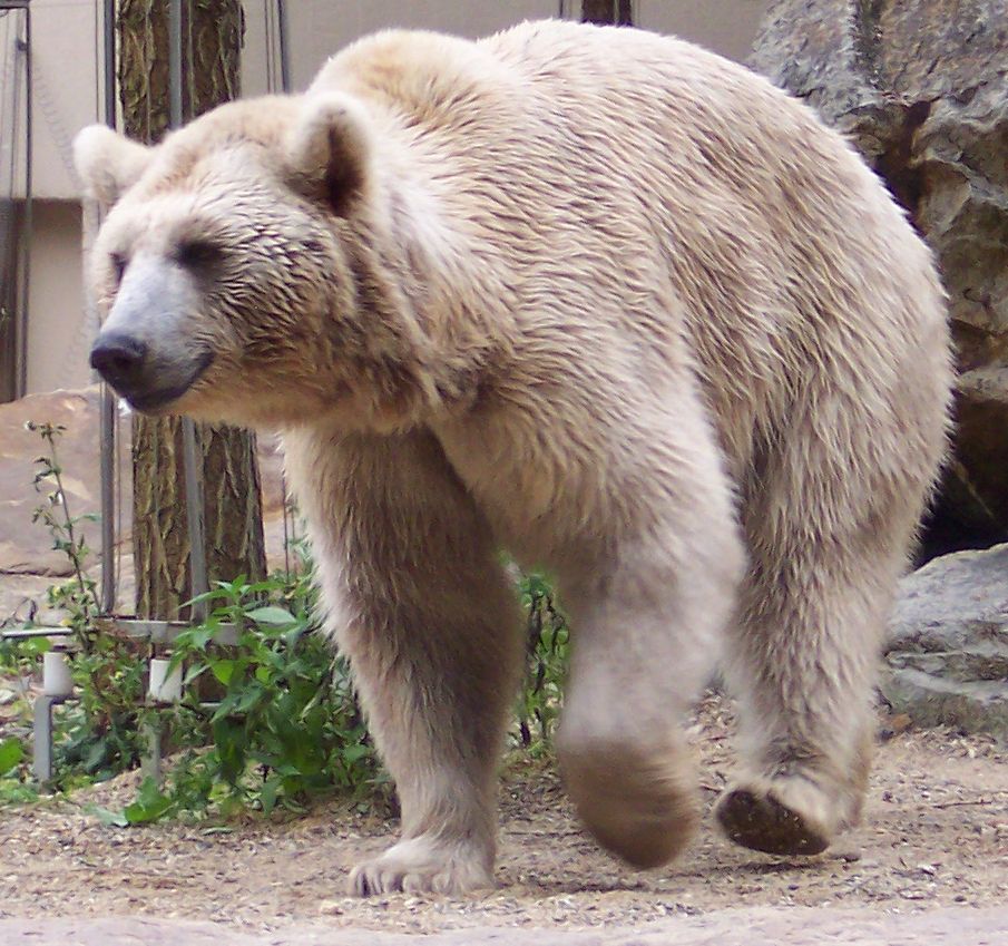 Ursus (Bären)