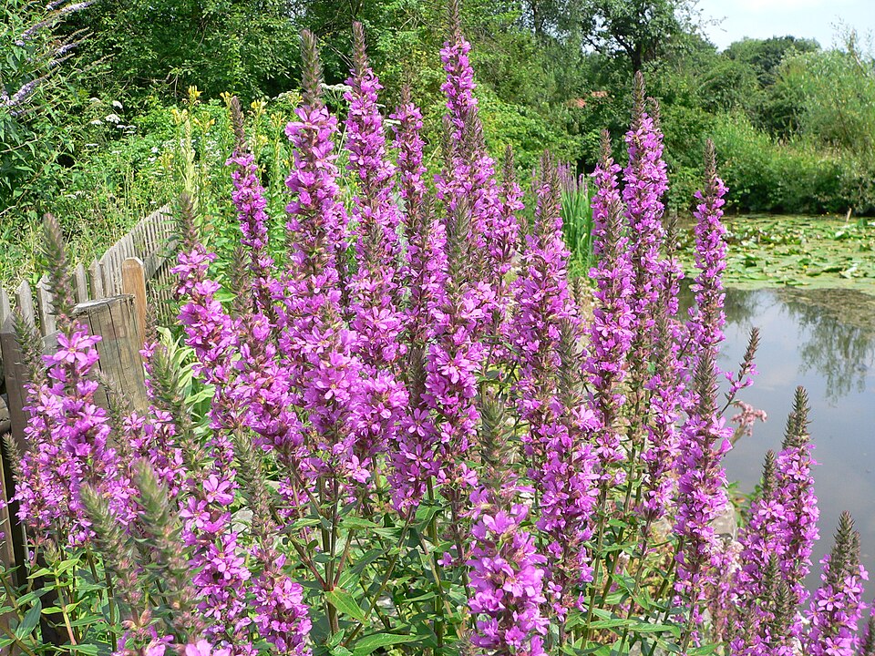 Gewöhnlicher Blutweiderich