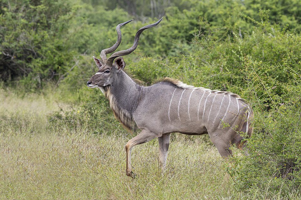 Großer Kudu